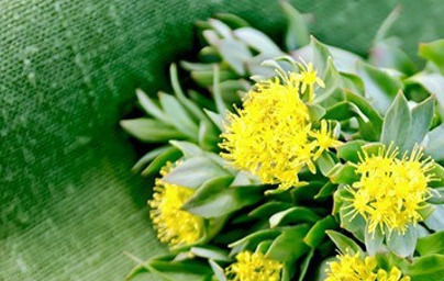 Розов златовръх (Rhodiola Rosea) Розов златовръх (Rhodiola Rosea)